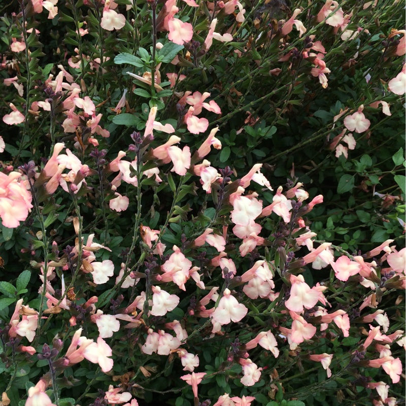 Salvia Pumpkin in the GardenTags plant encyclopedia