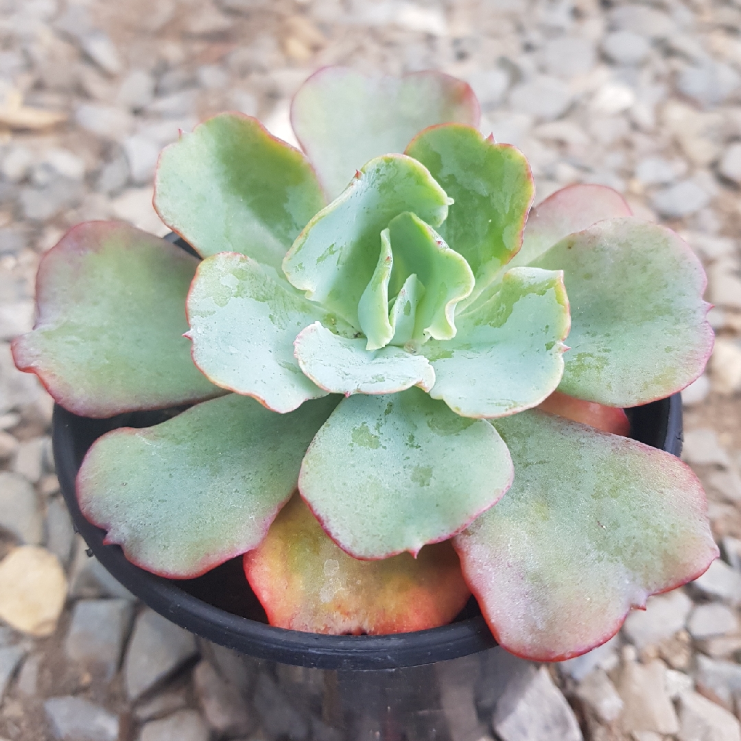 Echeveria Blue Butterfly in the GardenTags plant encyclopedia