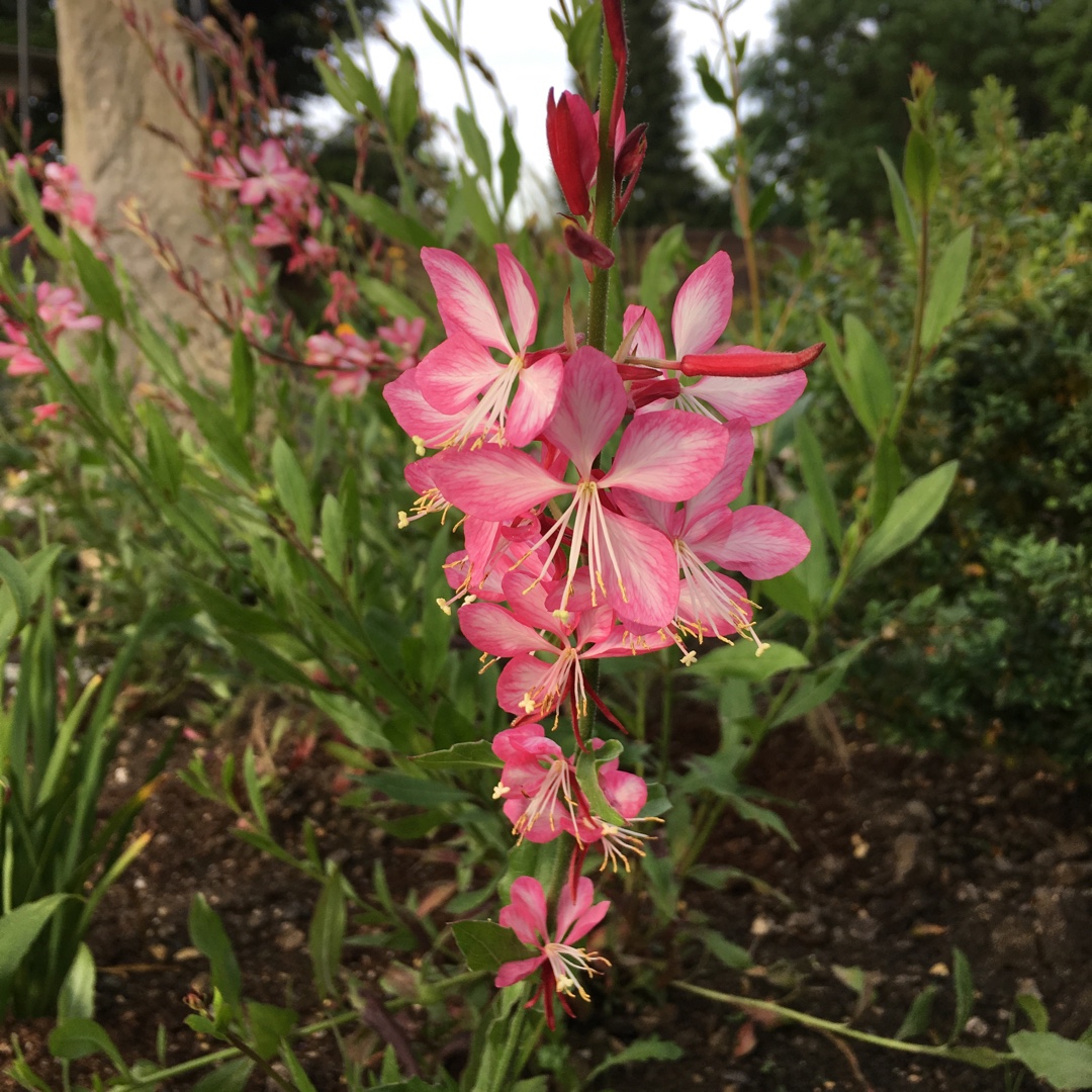 Lindheimers Beeblossom Freefolk Rosy in the GardenTags plant encyclopedia