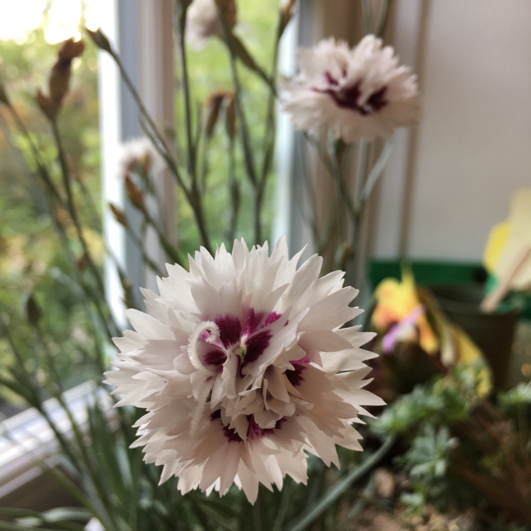 Border pink Silver Star in the GardenTags plant encyclopedia