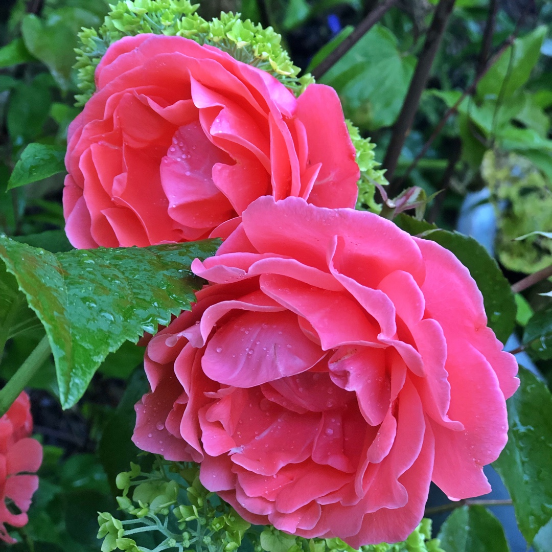 Rose Happy Anniversary in the GardenTags plant encyclopedia