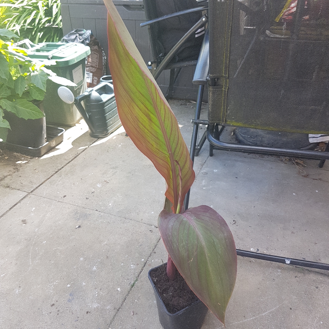 Canna Bird of Paradise in the GardenTags plant encyclopedia