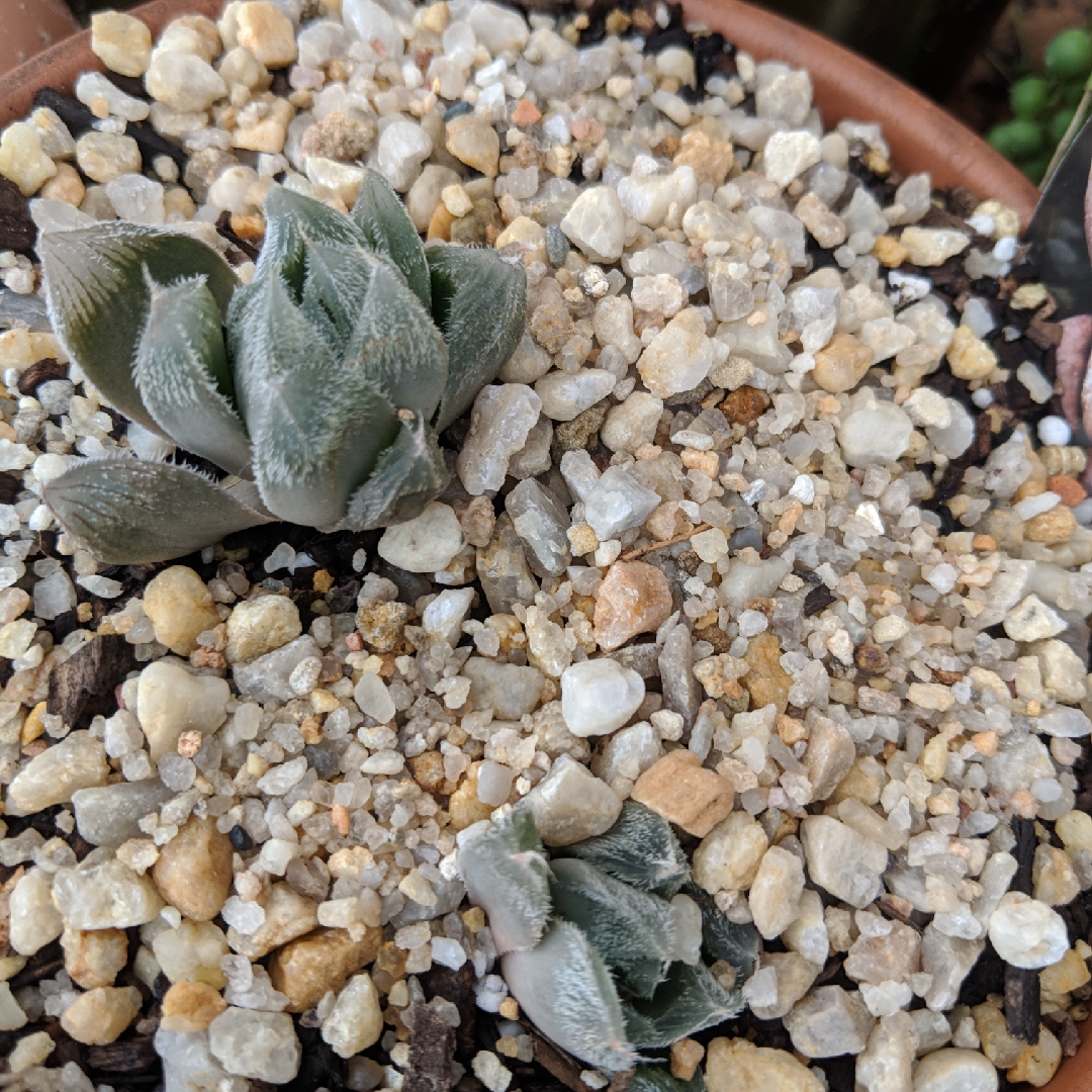 Haworthia Cooperi var. Venusta in the GardenTags plant encyclopedia