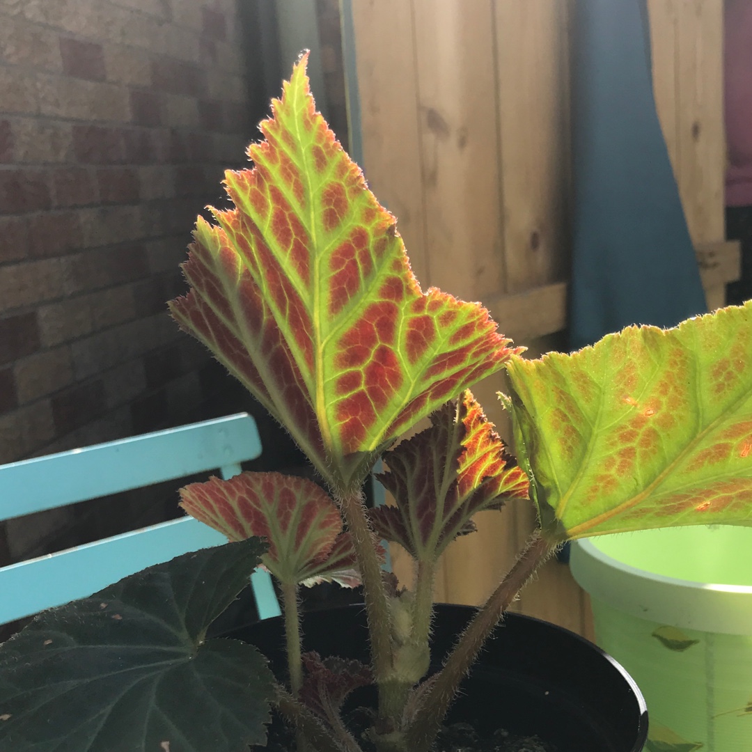 Begonia fimbriata in the GardenTags plant encyclopedia