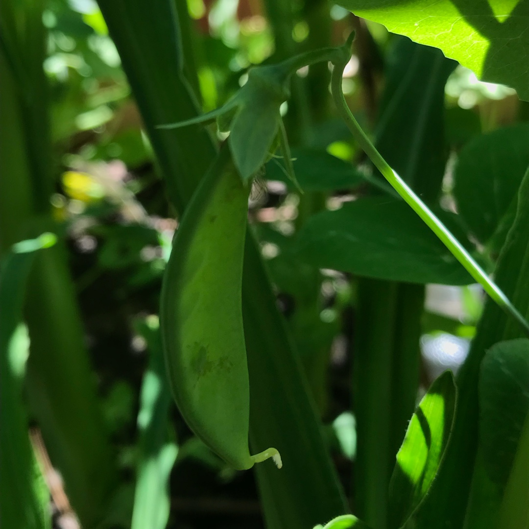 Pea Alaska in the GardenTags plant encyclopedia