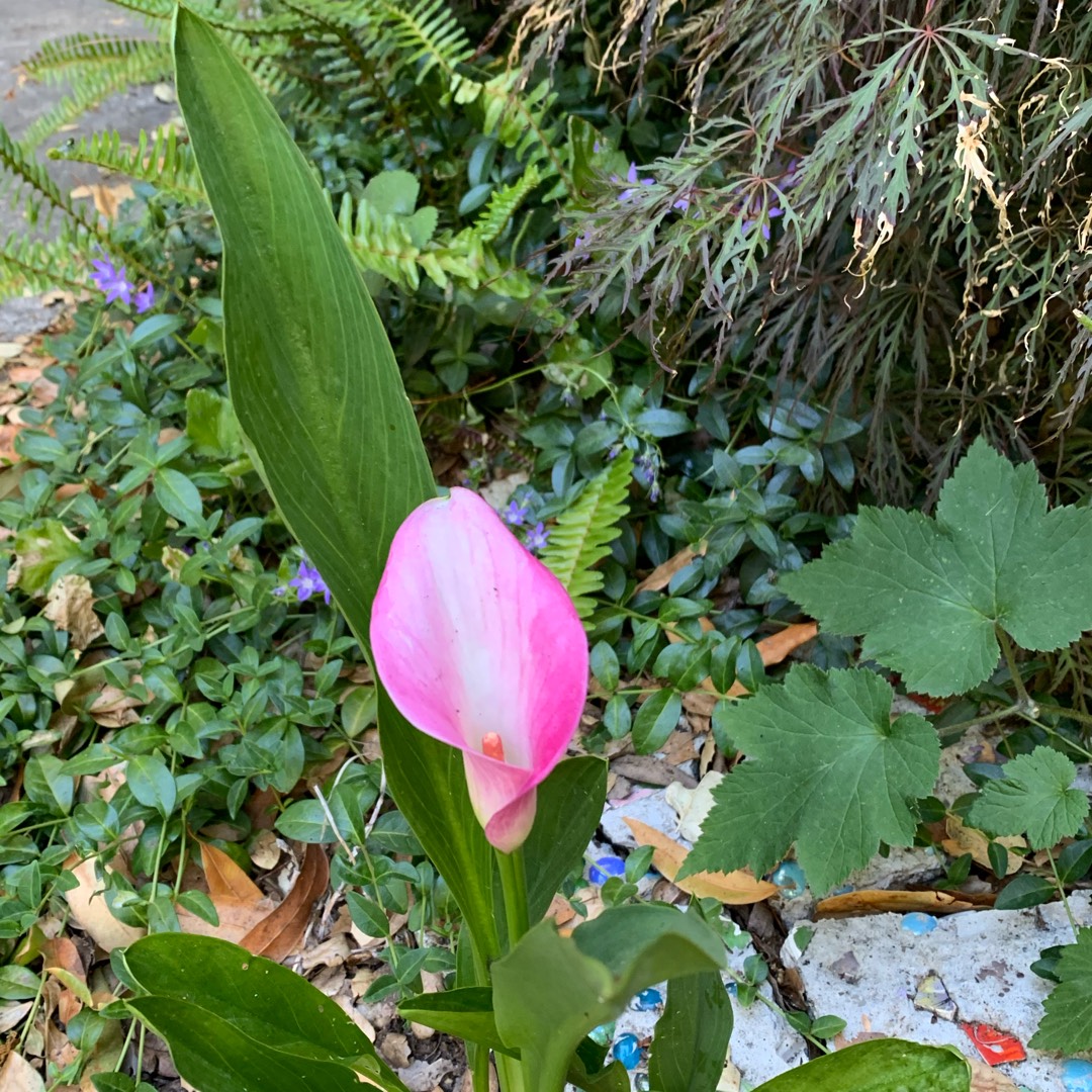 Calla Lily Pink Melody in the GardenTags plant encyclopedia