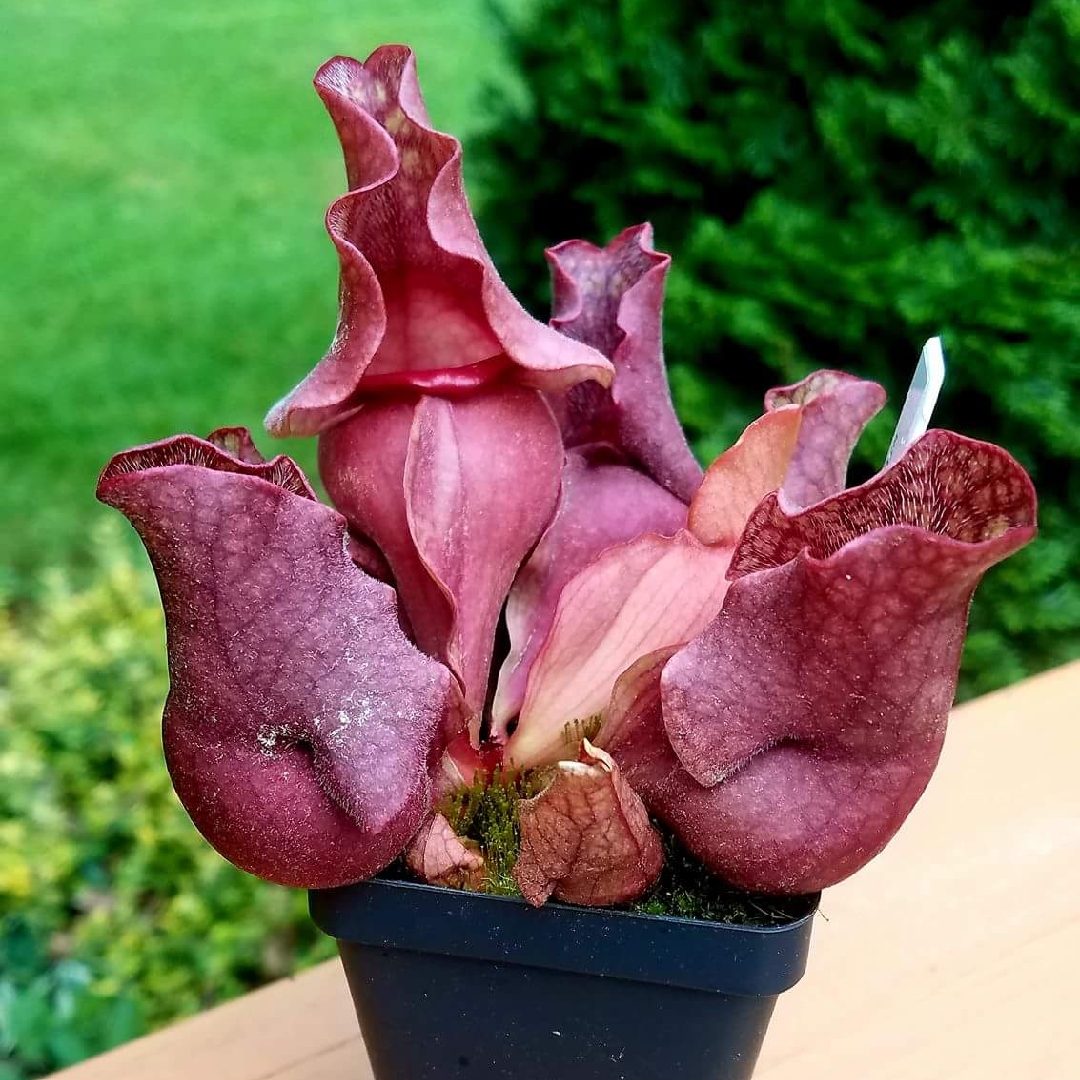 Southern Pitcher Plant in the GardenTags plant encyclopedia