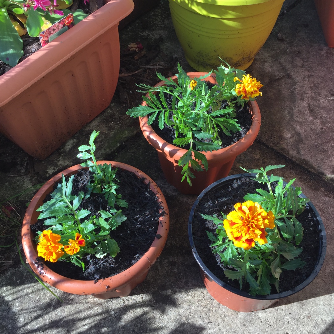 French Marigold Safari mixture in the GardenTags plant encyclopedia