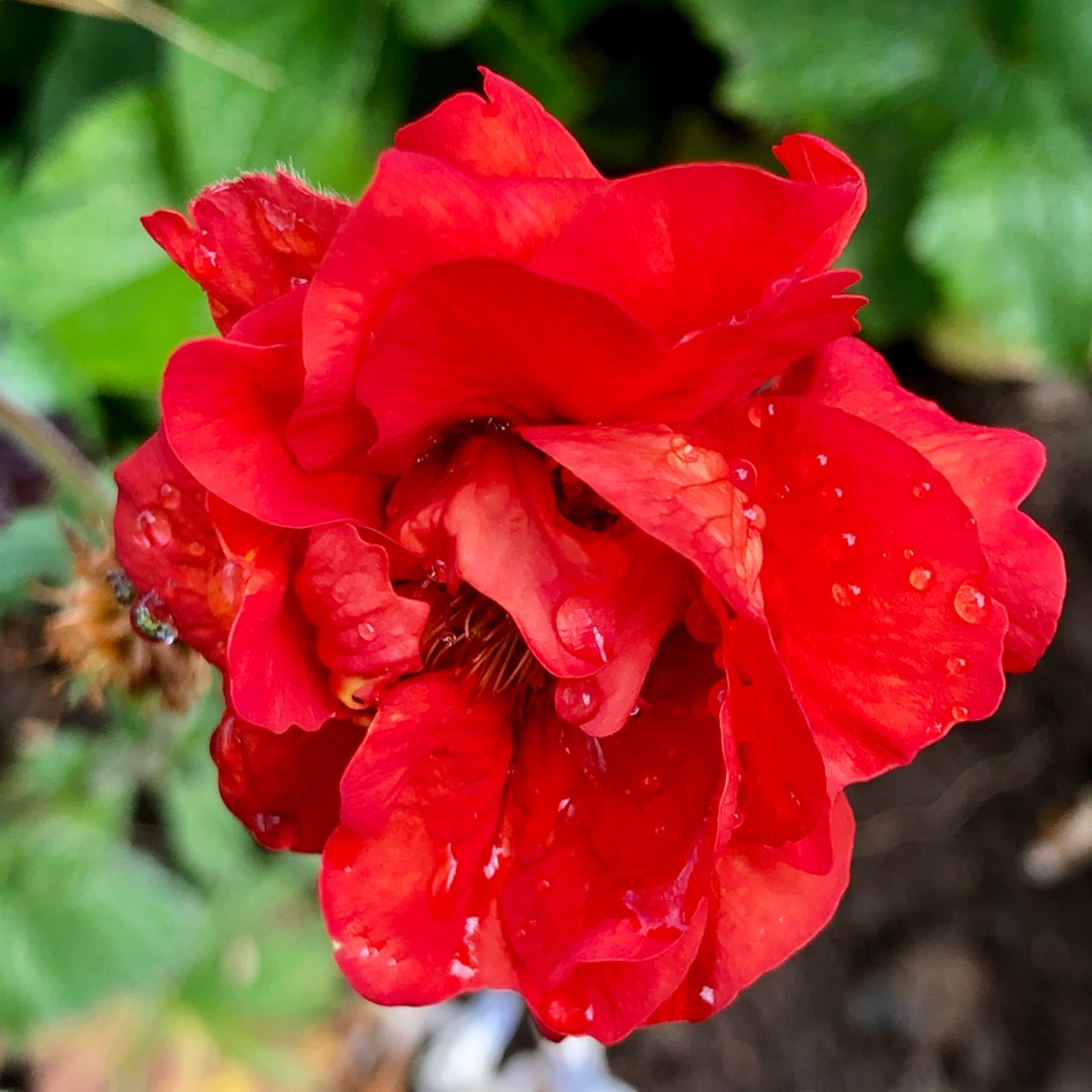 Avens Double Bloody Mary in the GardenTags plant encyclopedia