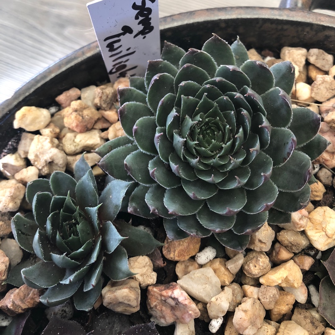 Sempervivum Twilight Blues in the GardenTags plant encyclopedia