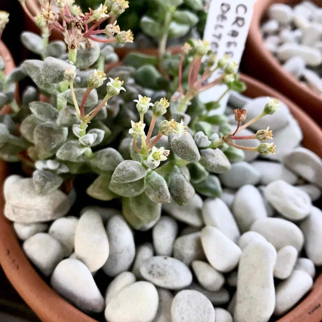 Crassula Deltoidea in the GardenTags plant encyclopedia