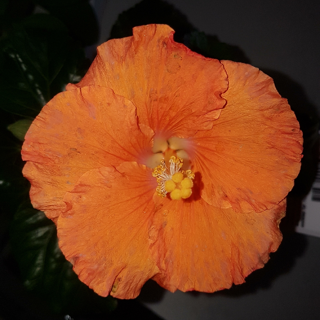 Hibiscus Sunburst in the GardenTags plant encyclopedia