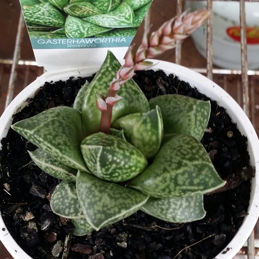 Gasterhaworthia Rosava in the GardenTags plant encyclopedia