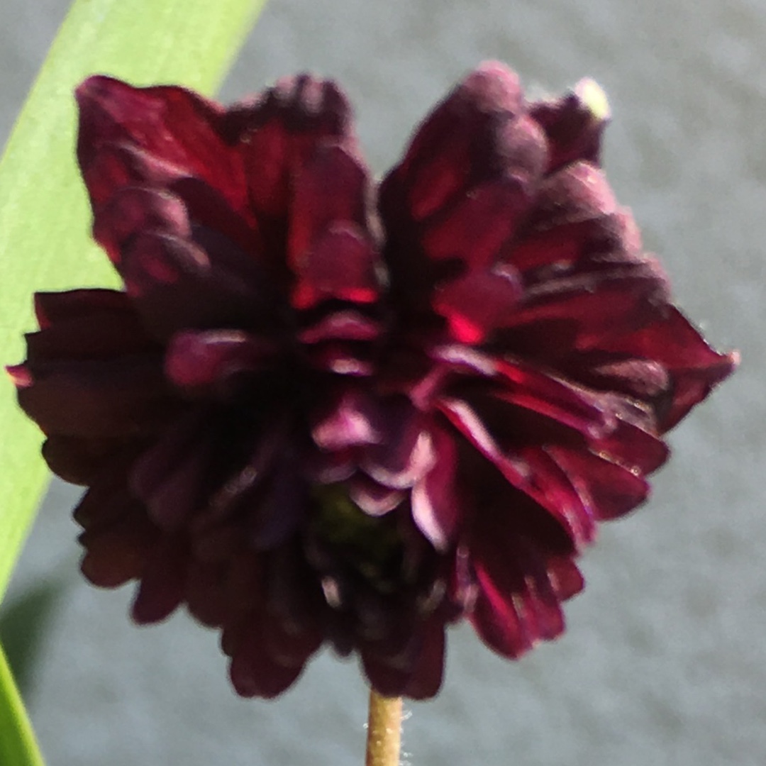 Columbine Black Barlow in the GardenTags plant encyclopedia