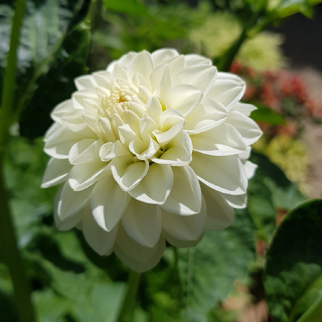 Dahlia White Aster in the GardenTags plant encyclopedia