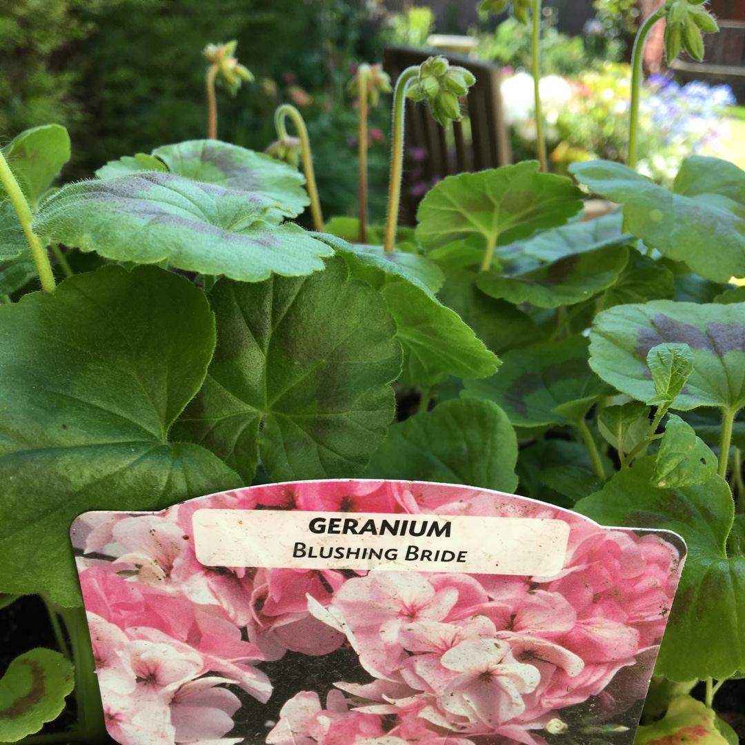 Pelargonium Blushing Bride (Ivy Leaved Double) in the GardenTags plant encyclopedia