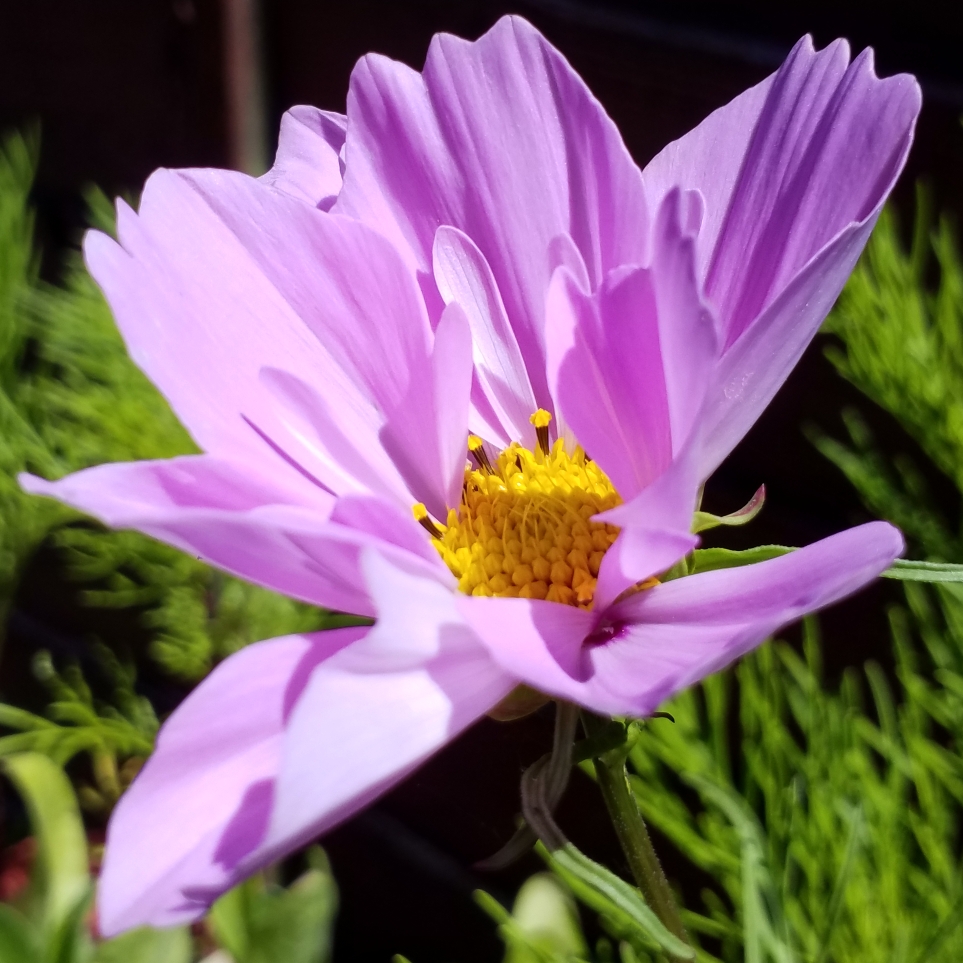 Cosmea Pinkie (Sensation Series) in the GardenTags plant encyclopedia