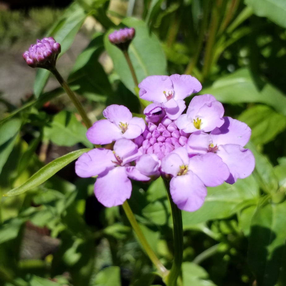 Candytuft Candy Cane Lilac in the GardenTags plant encyclopedia