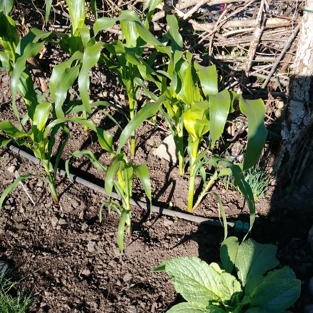 Sweet Corn Silver Queen in the GardenTags plant encyclopedia