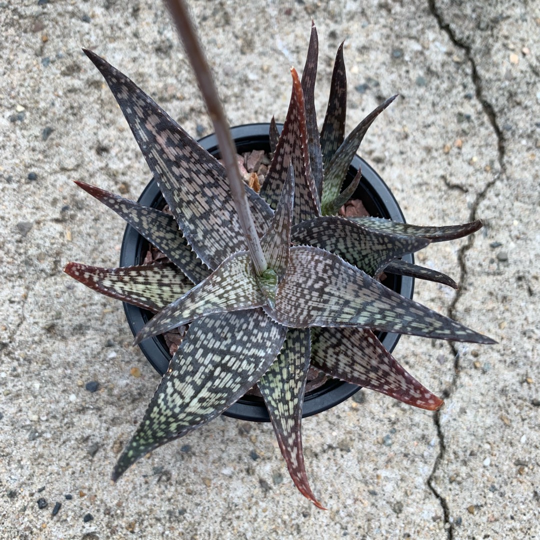 Aloe Sparkler in the GardenTags plant encyclopedia