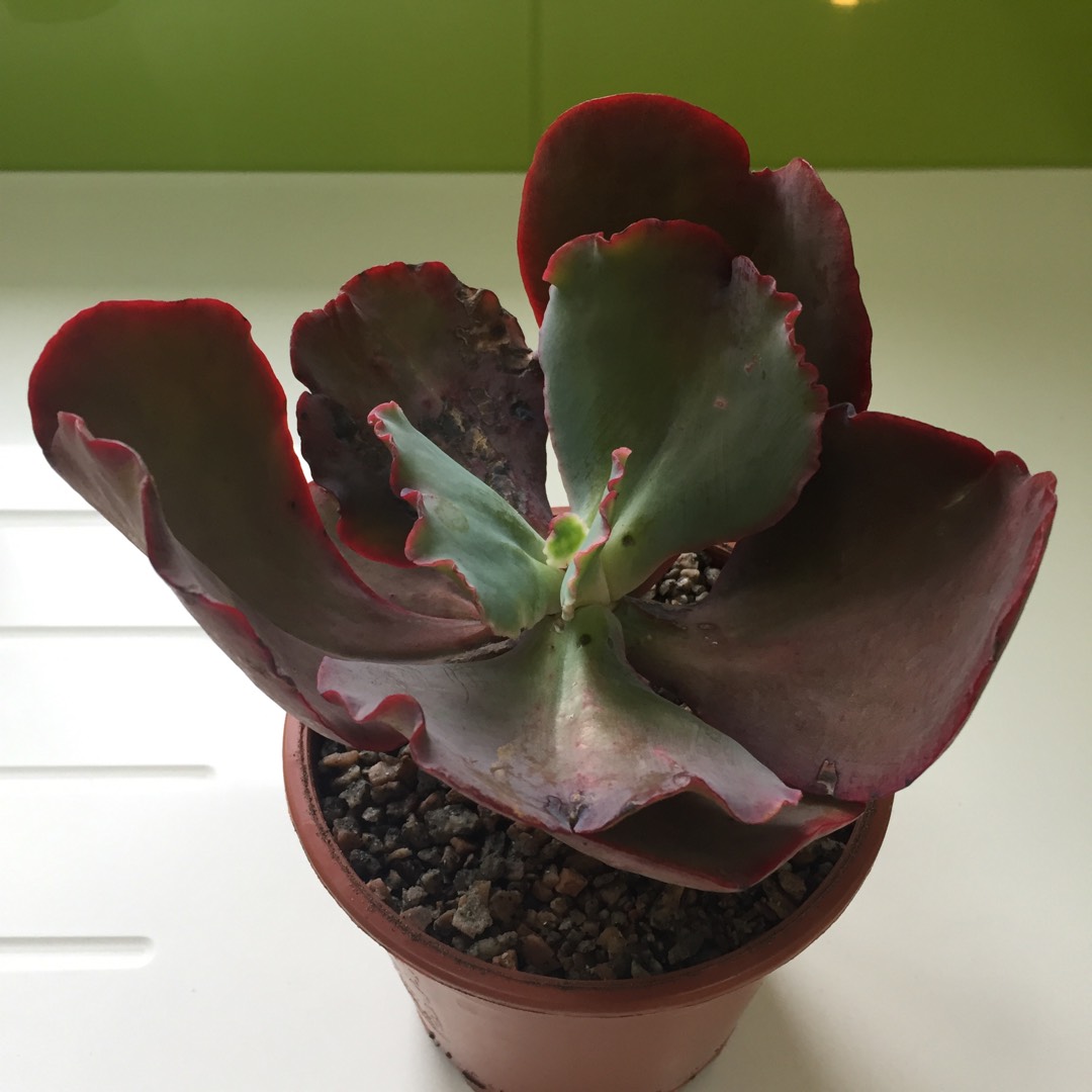 Echeveria Gigantea in the GardenTags plant encyclopedia