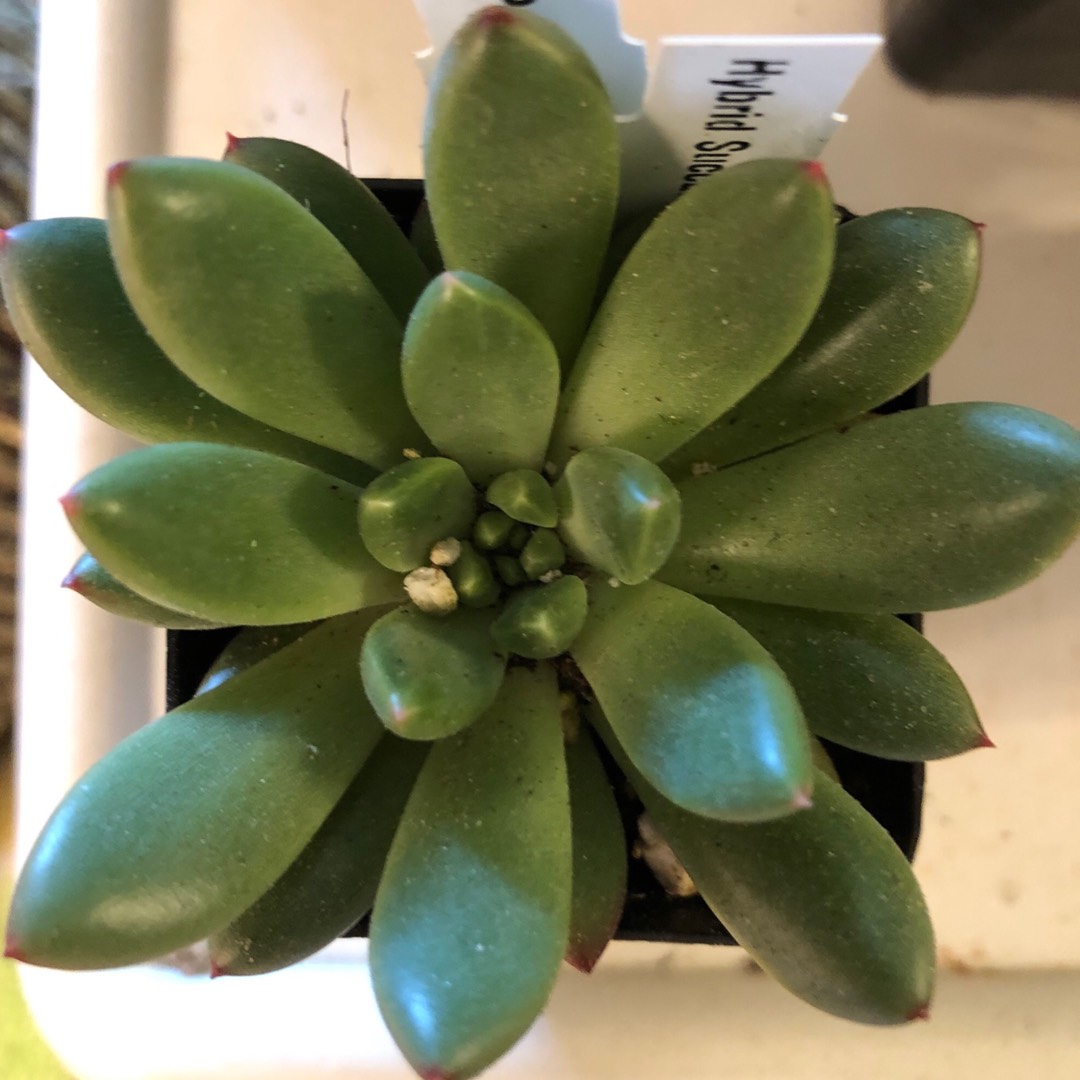 Pachyveria Jewel Tones in the GardenTags plant encyclopedia