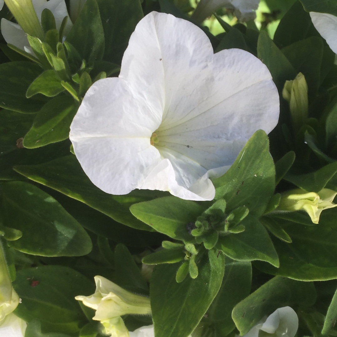 Petunia SunPassion™ White in the GardenTags plant encyclopedia