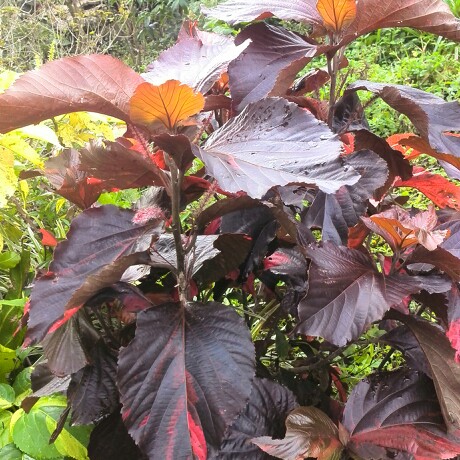 Copperleaf in the GardenTags plant encyclopedia