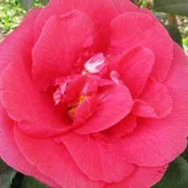 Camellia R.L.Wheeler in the GardenTags plant encyclopedia