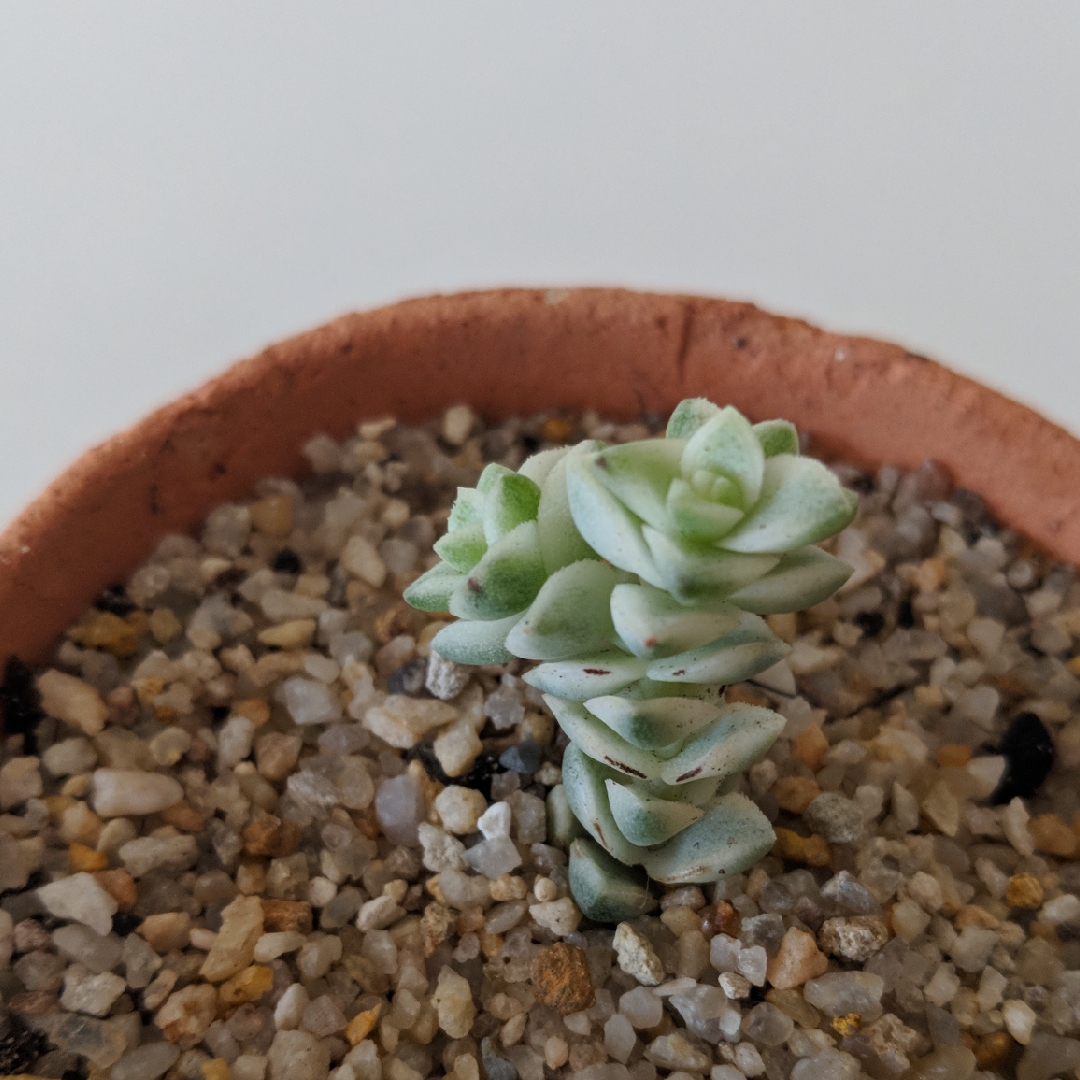 Crassula Pastel in the GardenTags plant encyclopedia