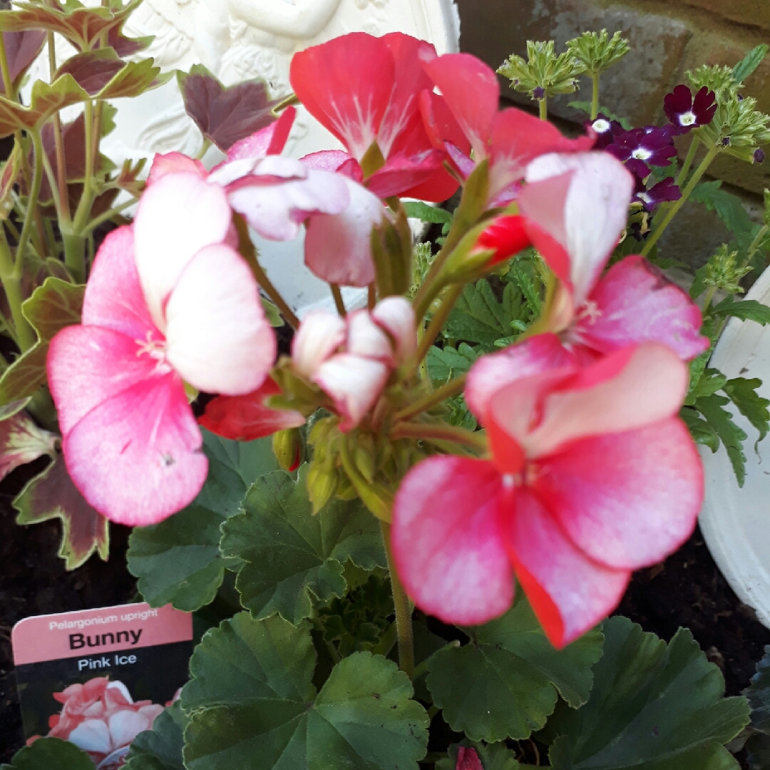 Pelargonium 'Bunny Pink Ice', Pelargonium 'Bunny Pink Ice' (Zonal) in ...