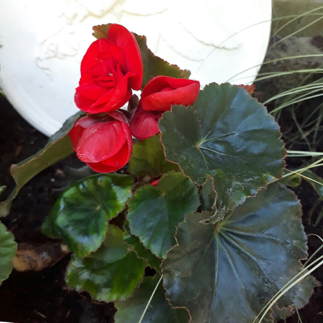 Begonia x hiemalis 'Solenia Red Orange', Rieger Begonia 'Solania Red ...