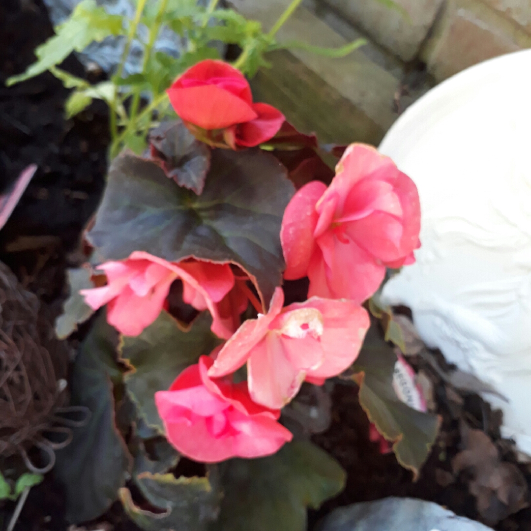 Rieger Begonia Solenia Light Pink in the GardenTags plant encyclopedia