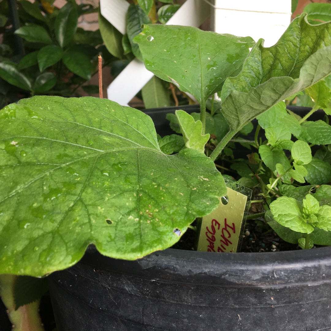 Aubergine Ichiban in the GardenTags plant encyclopedia