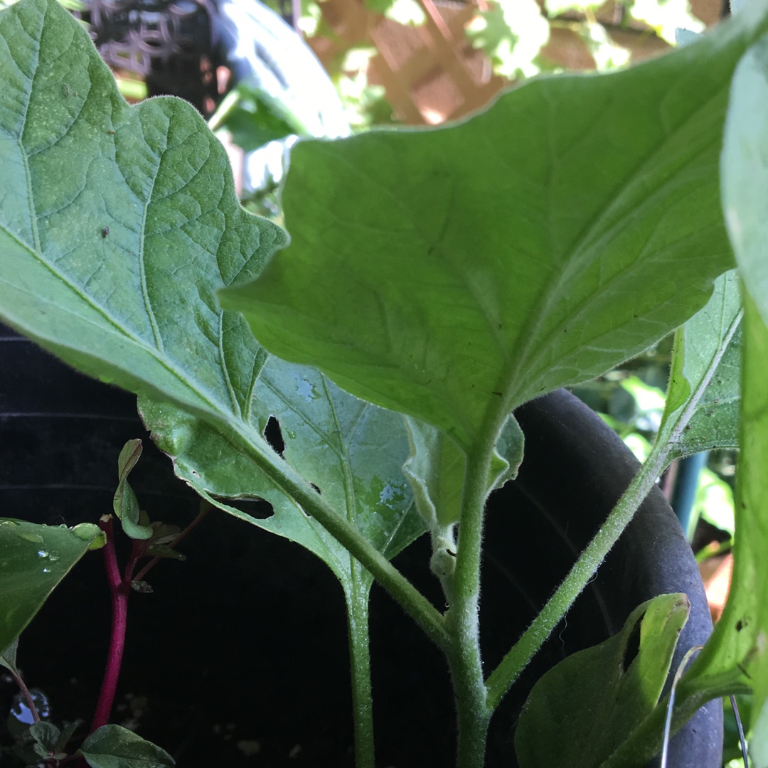 Aubergine Rosa Bianca in the GardenTags plant encyclopedia