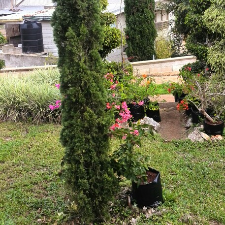 Italian Cypress in the GardenTags plant encyclopedia