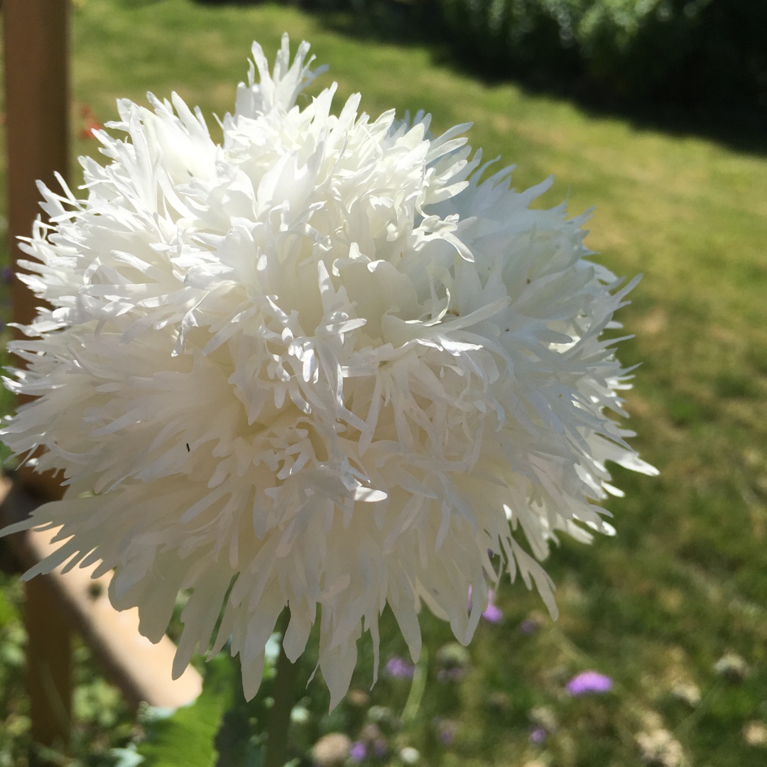 Opium Poppy Swansdown in the GardenTags plant encyclopedia