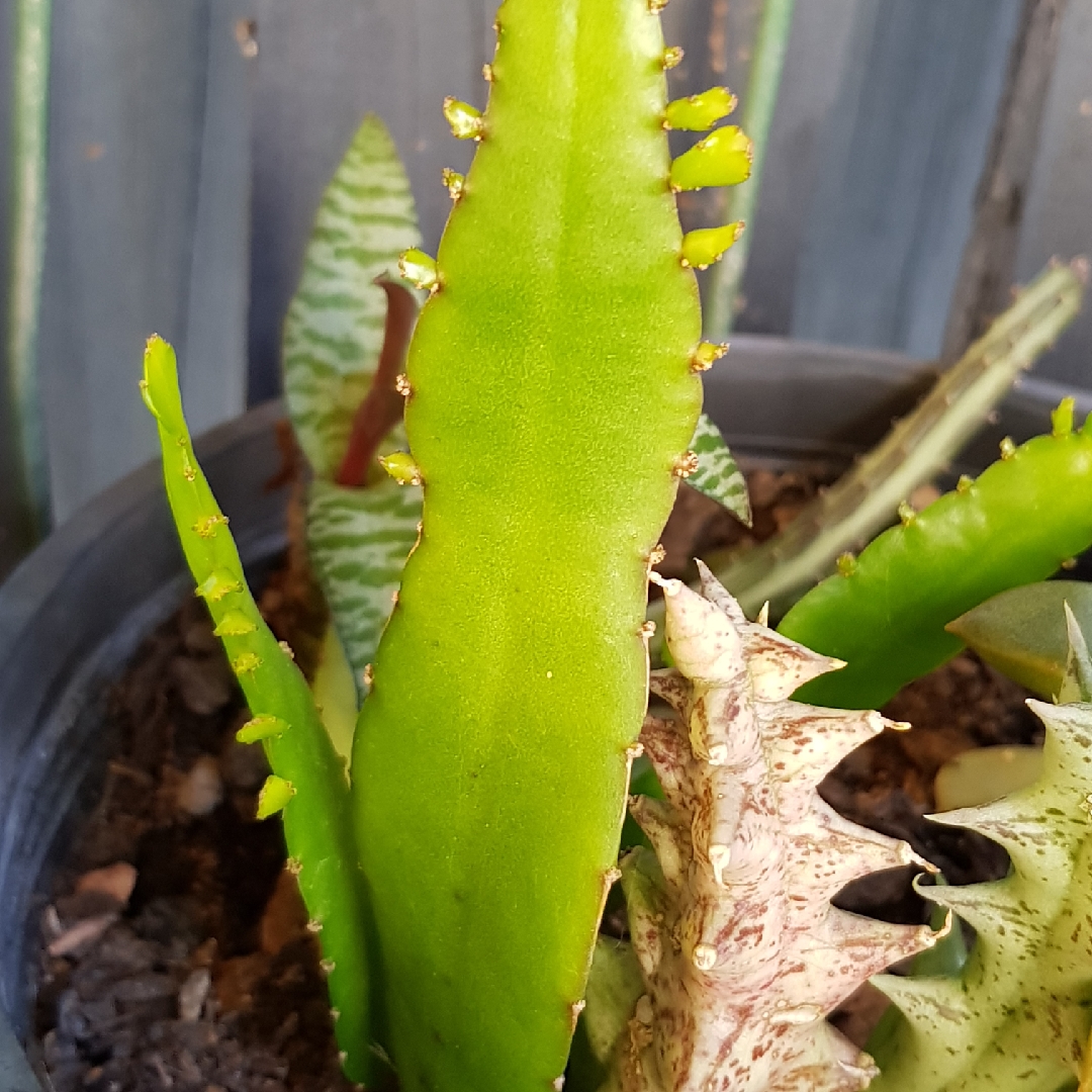 Euphorbia Bougheyi, Flat Leaf Succulent in GardenTags plant encyclopedia