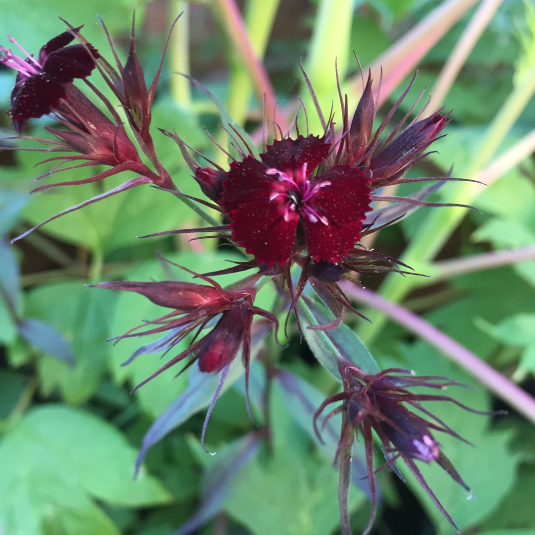 Dianthus Barbatus 'Monksilver Black', Sweet William 'Monksilver Black ...