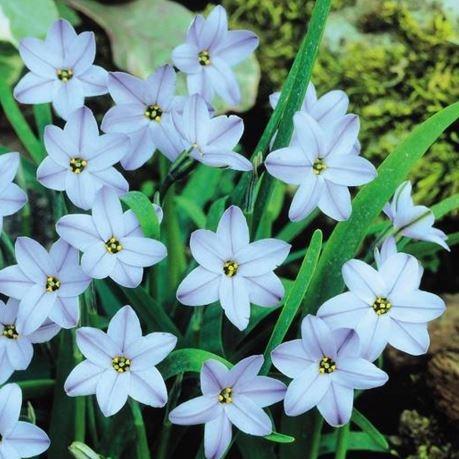 Spring Starflower Rolf Fiedler in the GardenTags plant encyclopedia