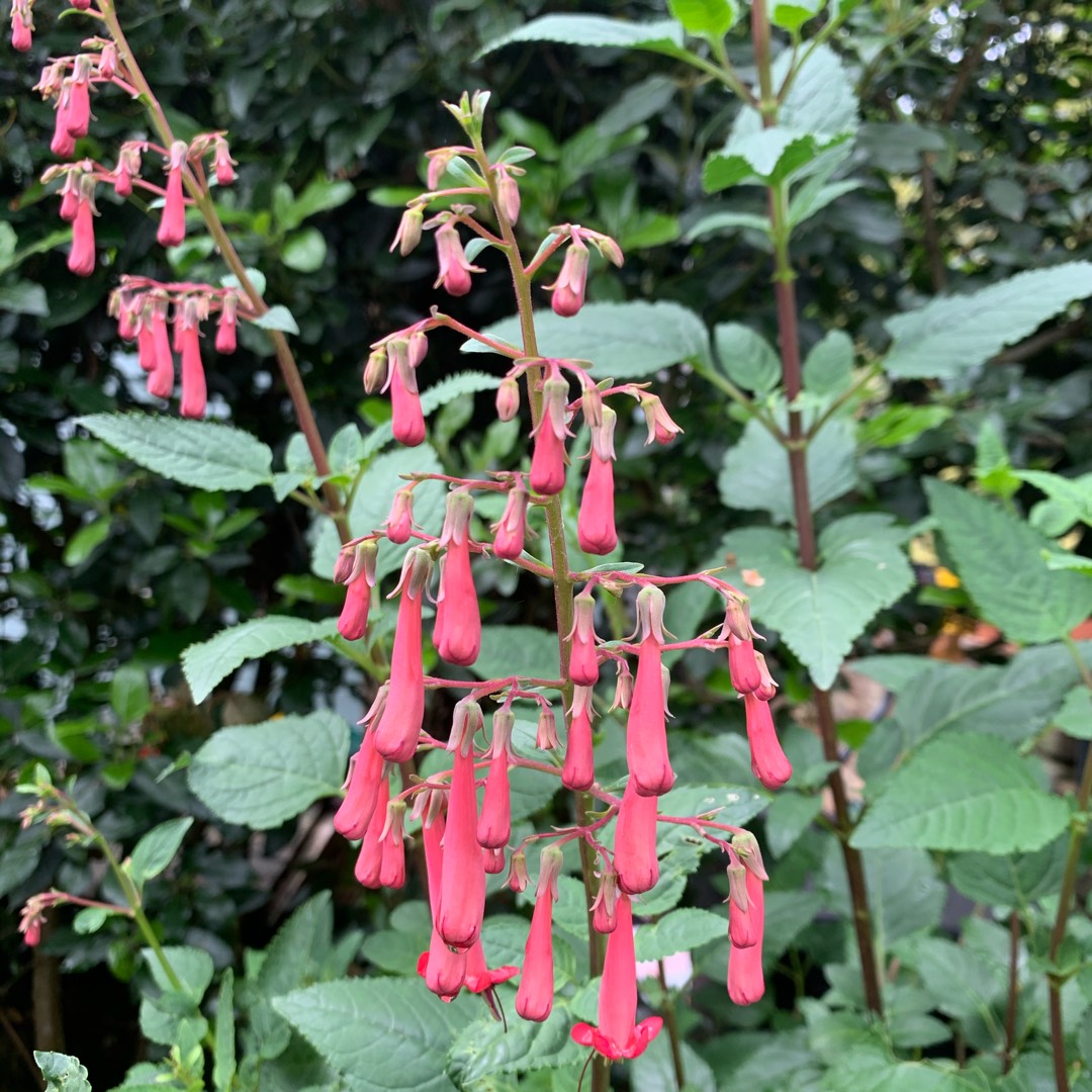 Cape Fuchsia Salmon Leap in the GardenTags plant encyclopedia