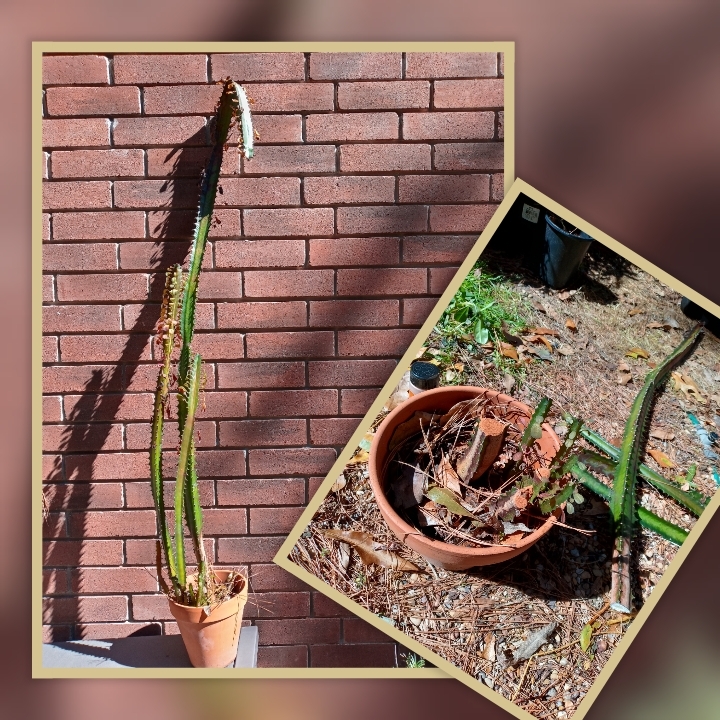 African Milk Bush in the GardenTags plant encyclopedia