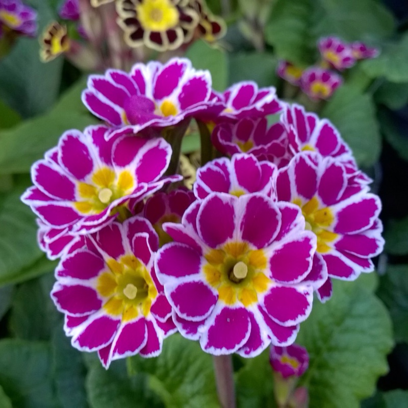 Cowslip Little Queen Violet in the GardenTags plant encyclopedia