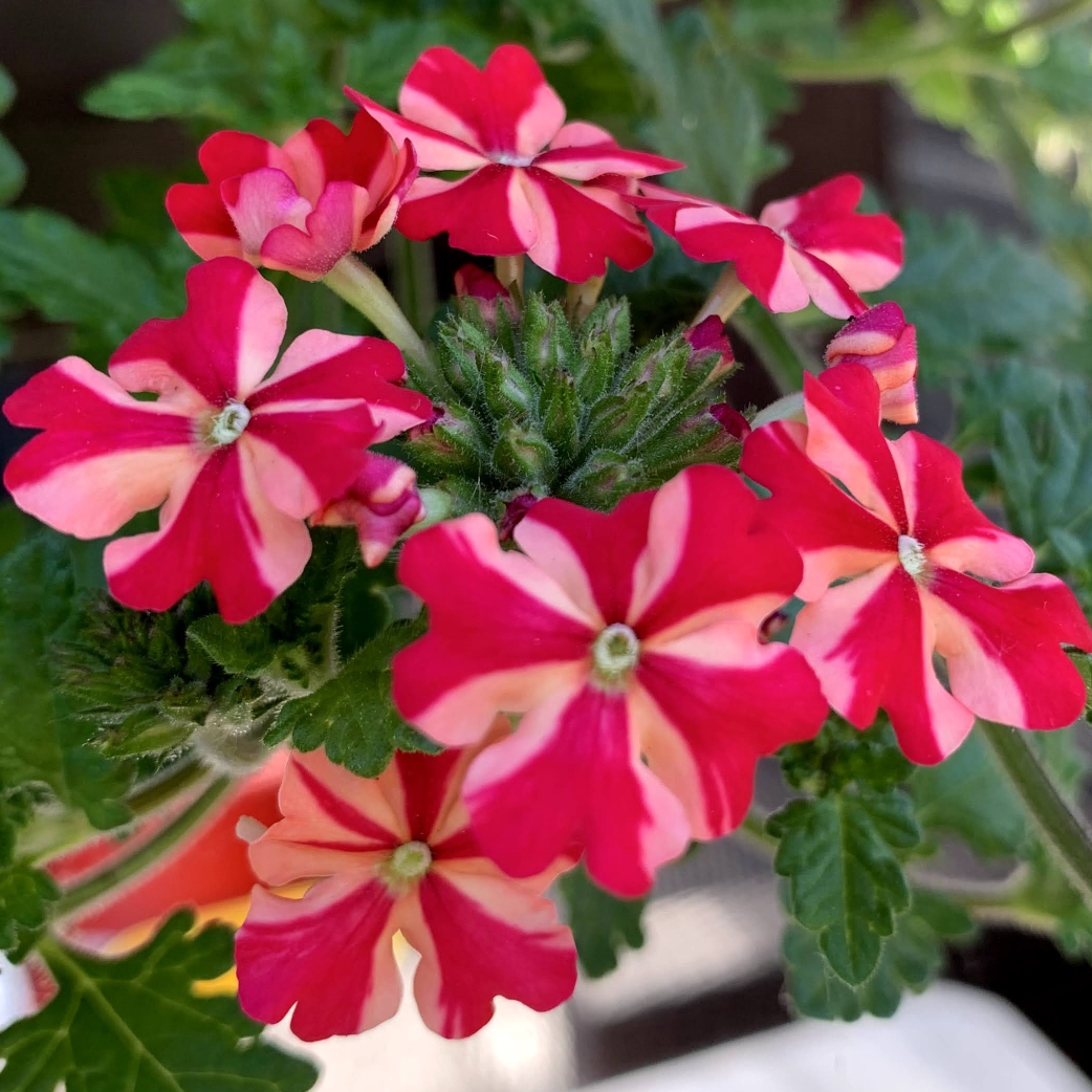 Verbena Sweet Stripe in the GardenTags plant encyclopedia