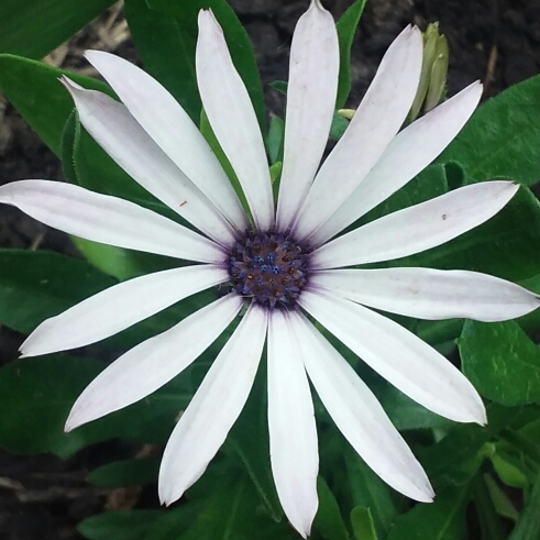 African Daisy  Osticade™ White Blush in the GardenTags plant encyclopedia