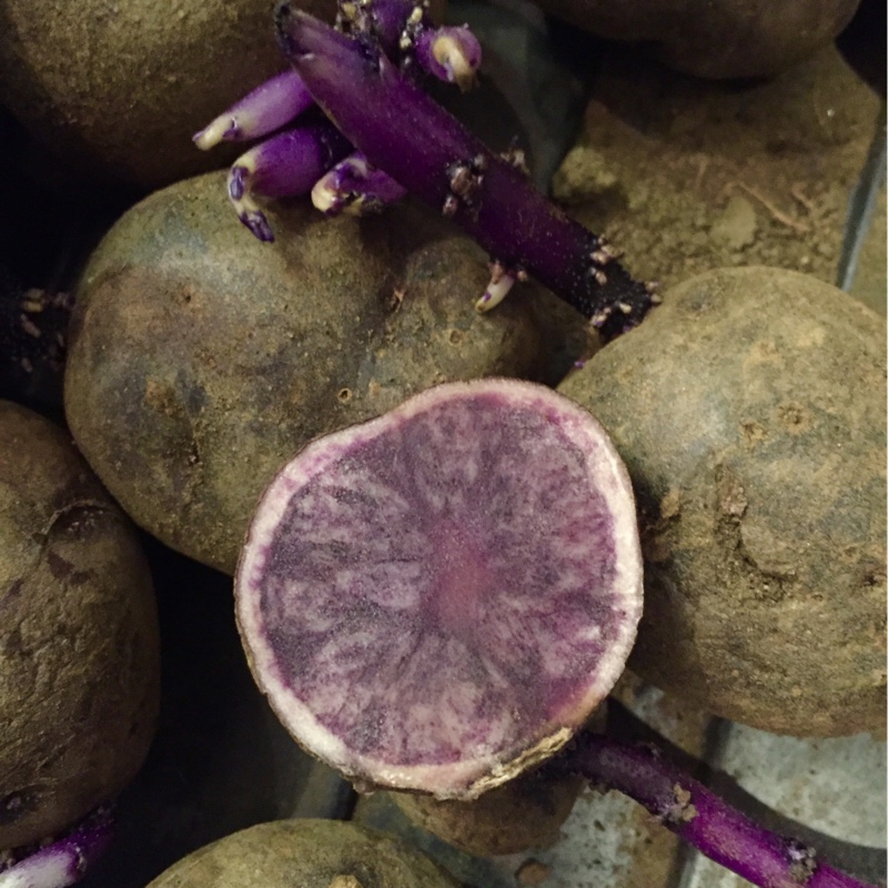 Potato Salad Blue in the GardenTags plant encyclopedia