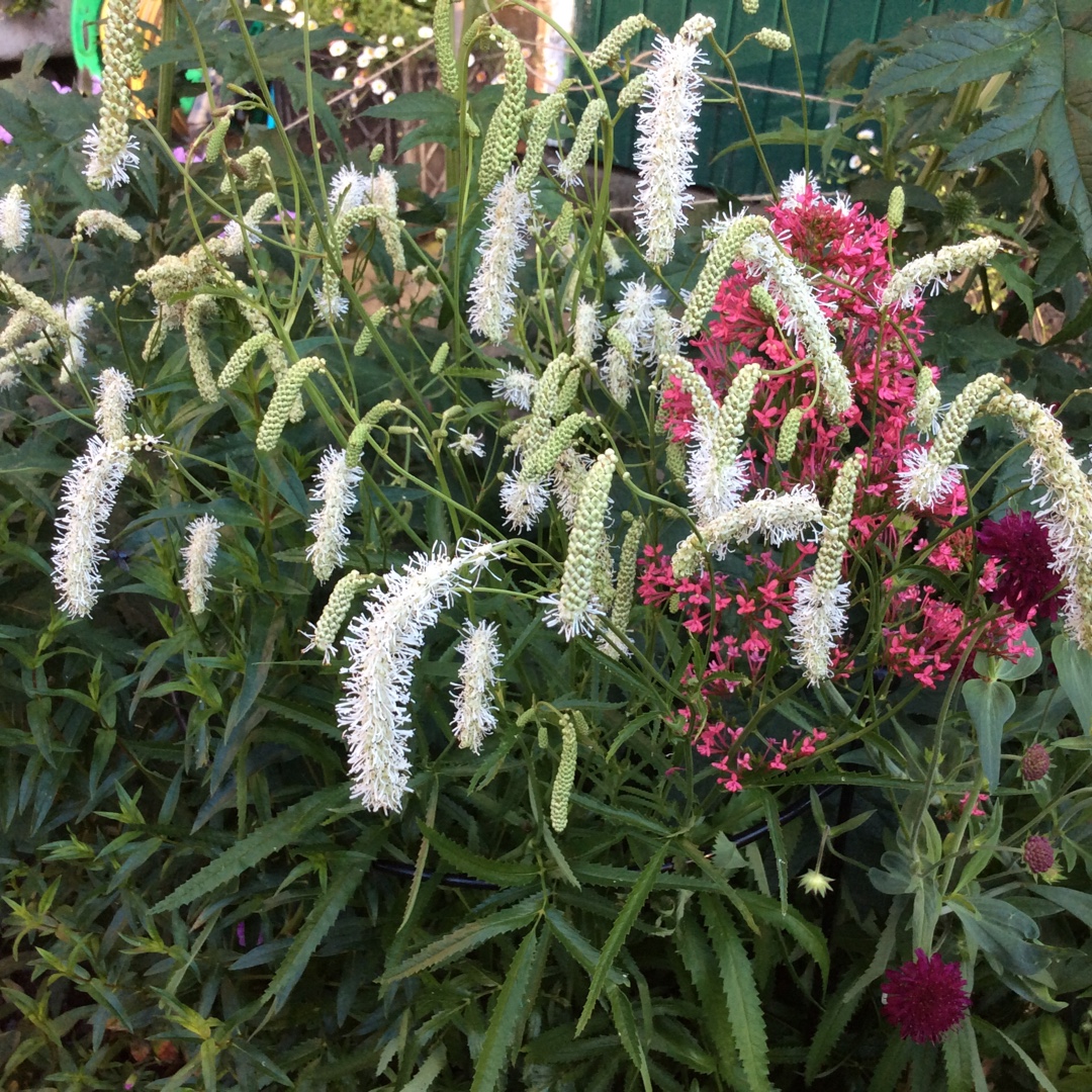 Burnet Alba in the GardenTags plant encyclopedia