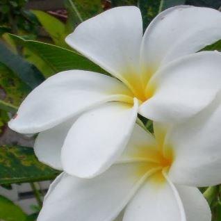 Frangipani Golden Arrow in the GardenTags plant encyclopedia