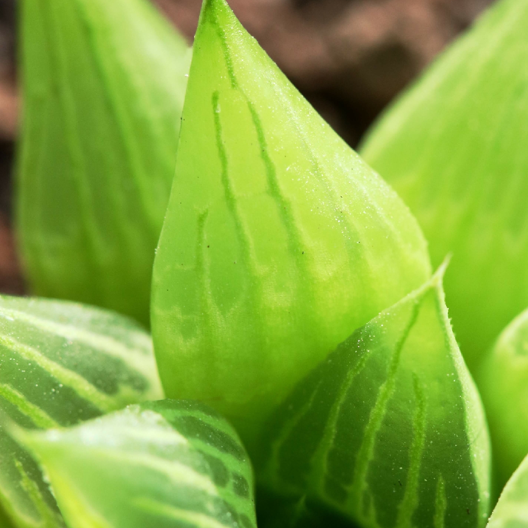 Haworthia Rtusa fa. Geraldii in the GardenTags plant encyclopedia