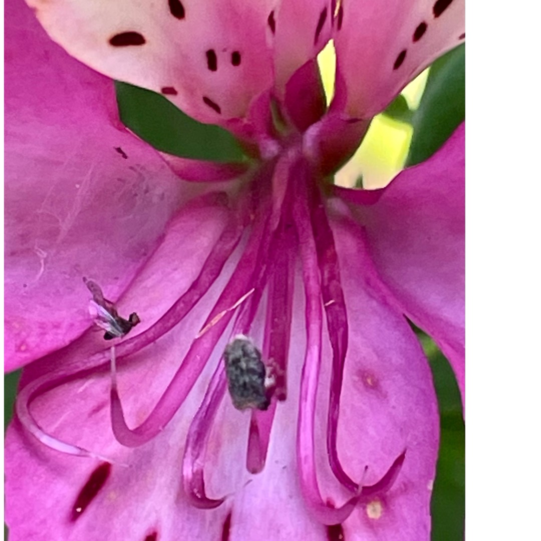 Peruvian Lily Summer Saint in the GardenTags plant encyclopedia